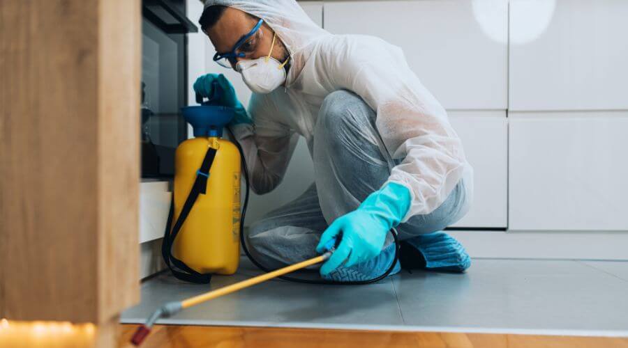 Professional professional termite inspection services in Warren